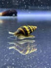 5 Live Assassin Snails Freshwater Snail pest Control  clea Helena  Bred In Usa
