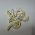 Lot Of 20 Assorted Coyote Fangs Teeth Goth Odd Craft Real Taxidermy Cleaned 3218