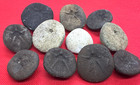 11 Florida Fossil Echinoid Sea Biscuit Unique Colors Mineralized River Site