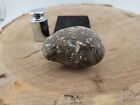 Isopod Shell Fossil In Stone Matrix With Perfect 3 On Shell