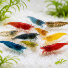 20 2 Cull Neocaridina Shrimp Live Mixed Color Freshwater Skittles Live Arrival