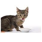 Hartz Hairball Remedy Plus Salmon Flavored Paste For Cats And Kittens  2 5 Ounce