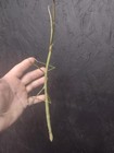 Phobaeticus Serratipes  malayan Giant Stick Insect   25x Eggs