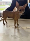 Chihuahua Dog Figure Vintage   Eddie   Hard Find Rare