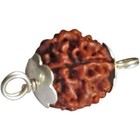 21 Mukhi Rudraksha  Cap Nepal Very Rare   Bead  lab Certified A   