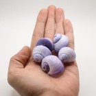 Janthina Seashells   Purple Seashell    Natural Beach Decor  Shell Crafts