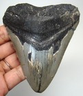 Megalodon Shark Tooth Real Fossil - 3 73    Shark Teeth - No Restorations