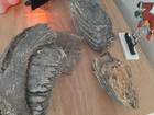 Mammoth Bones