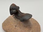 Flying Scabriscutellum Trilobite Fossil Morocco Stunning Detail Free Shipping