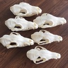 Real Fox Skull Taxidermy Bone Skeleton Halloween Fish Tank Decoration New