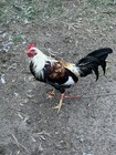 Gamefowl Game Chicken   Gallos Fino   Fowl