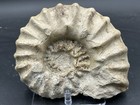Bulky 7    Cretaceous Dinosaur Age Texas Fossil Ammonite  Mortoniceras Arringtoni 