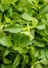 600 Lemon Basil Seeds   Non-gmo   Herb Seeds   L     