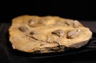 Nicely Populated Plate Of Fossil Crinoids  Lodgepole Formation  Montana