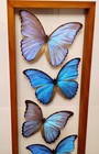 Real Framed Butterflies 7 Amazing Butterflies Blue Morpho Mounted Double Glass 