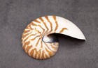 Natural Nautilus Seashell Right Cut Single Half  1 Half Shell Approx  5  Inches 