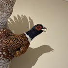 Taxidermy Pheasant  right Facing  