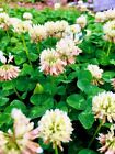 Wild White Shamrock Clover Seeds  Wildflowers