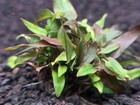 Cryptocoryne Wednetii Broadleaf - Live Aquatic Plants - Freshwater Fish Plants