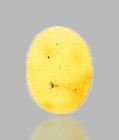 Sciaridae  fungus Gnat  - Fossil Insect Inclusion In Dominican Amber