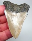 Megalodon Shark Tooth  - 2 97 In   Real Fossil Megladone
