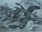 Rare Antique Original Vtg Kites Birds Avian Illustration Art Print