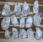180 Oyster Shells Flat Side 3-4 5    Bulk Clean No Smell Art Jewelry Dish