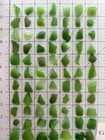 Gr 2245 Genuine Surf Tumbled Sea Glass green Frosted Beach Glass 