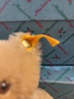 Vintage Original 7  Steiff Jointed Mohair Teddy Bear 0201 19 W  Button   Ear Tag