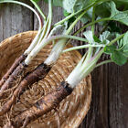 Fresh Burdock Edible Root Taiwan Japanese Gobo Non Gmo