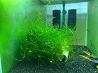Java Moss  vesicularia Dubyana  Live Freshwater Plant - Buy 2 Get 1 Free- 2 Oz