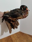 Taxidermy Animals For Sale Pre Owned