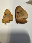 Unmounted Moth   Male  female Io Moths   Wow 