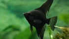 Black Angel Inch Body 1 5- 2 Inch  pack Of 2   Live Fish Free Shipping