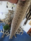 Rattlesnake Skin Diamond Back Rattle Snake Skin Dry Tanned Wrap Blanks 34 In  P5