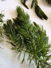 10 Elodea And 10 Hornwort - Freshwater Live Aquatic Aquarium And Pond Plants 
