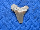 3 28 Inch Angustidens Shark Tooth Fossil From Sc