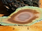 Tcr  Royal Imperial Jasper agate lapidary Rough Slab 32 Grams