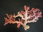 Breathtaking   stylaster Roseus 125 8mm 5  marine Life