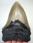 Megalodon Shark Tooth - Real Fossil - Serrated Shark Teeth - 4 03    No Repairs