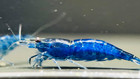 20 2  Blue Dream Shrimp Neocaridina Shrimp   Free Shipping