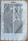 Post Incunable Leaf Hortus Sanitatis Woodcut Botany Elfwort Spurge - 1511