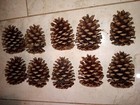 10 Natural Pine Cone For Crafts And Decorations cleaned  Handpicked Cones 3 -4  