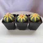 Succulent Cactus Plant Astrophytum Variegated Cactaceae Home Garden Beautiful