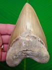 Megalodon Shark Tooth  - 5 25    Real Fossil - Super Serrated Blonde Colored