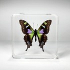 Rare Purple Spotted Swallowtail Butterfly In Resin  Graphium Weiskei