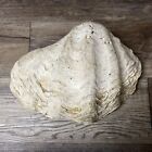 Large 14lb Pounds Genuine Giant Clam Shell Real Tridacna Gigas 14 1 2    X 10    X 6