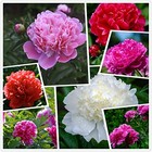 Cotton Candy Peony Seeds - 50  Cotton Candy Peony Mix Seeds For Planting