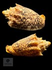 Cymbiola Chrysostoma 61 39mm F   gem