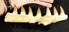 Long  Mosasaurus Jaw Bone Fossil With Seven  Tooth Fossils Morocco 132gr